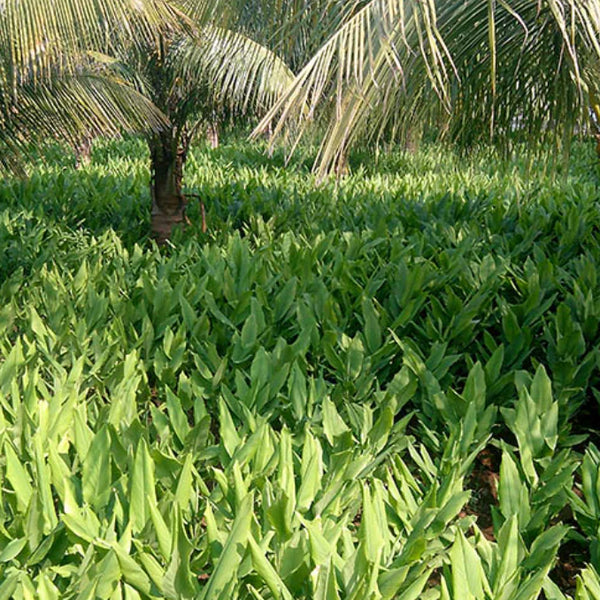 The search for natural solutions