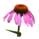 Echinacea