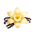 Vanilla