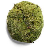 Vitamin D3 from Lichen (Cholecalciferol)