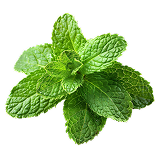 Peppermint Essential Oil