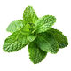 Peppermint Essential Oil